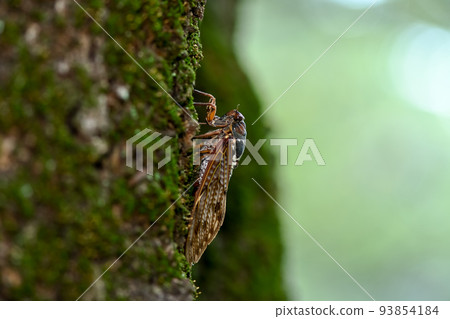 Abra cicada 93854184