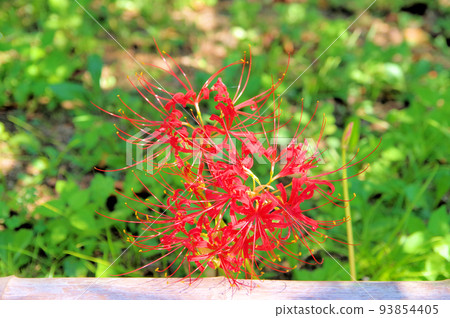 石蒜科,一種多年生球莖植物,花朵鮮紅 石蒜科,一種多年生球莖植物,花朵鮮紅 93854405