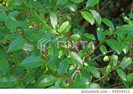 Evergreen tree of the Camellia family Evergreen tree of the Camellia family 93854412