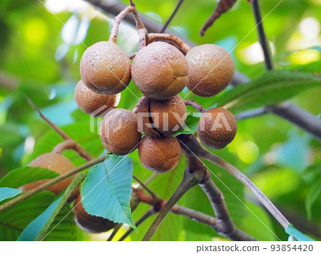 落葉闊葉七葉樹上的棕色漿果 93854420
