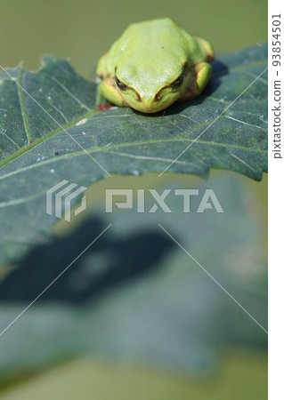 Tree frog enshrined on a leaf September Tree frog enshrined on a leaf September 93854501