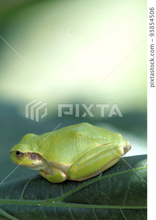Tree frog enshrined on a leaf September Tree frog enshrined on a leaf September 93854506