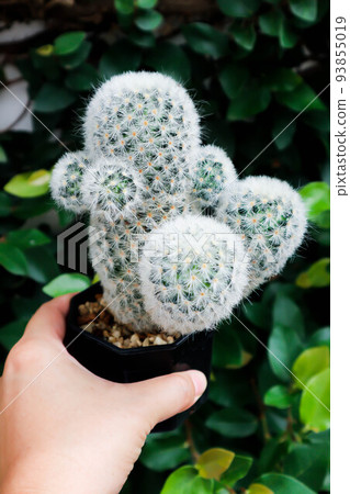 mammillaria ,mammillaria plumosa or cactus plant or succulent 93855019