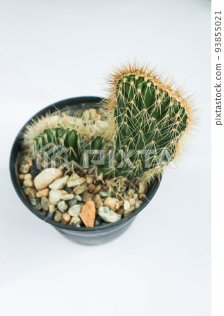 Parrys Crested Cactus ,Opuntia Parryi Serpentina Cristata or Opuntia or Angiosperms or Cactaceae or Prickly Pears Parrys Crested Cactus ,Opuntia Parryi Serpentina Cristata or Opuntia or Angiosperms or Cactaceae or Prickly Pears 93855021