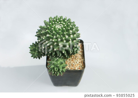 Mammillaria Polythele or mammillaria polythele toluca or Euphorbia piscidermis or cactus, succulent Mammillaria Polythele or mammillaria polythele toluca or Euphorbia piscidermis or cactus, succulent 93855025