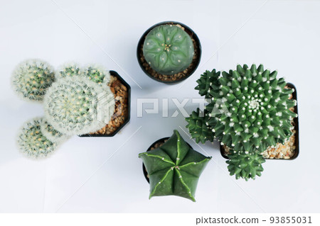 Mammillaria Polythele or mammillaria polythele toluca or Euphorbia piscidermis or cactus, succulent 93855031