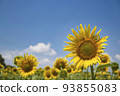 Blue sky and sunflower flowers 93855083