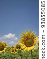 Blue sky and sunflower flowers 93855085