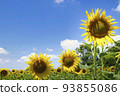 Blue sky and sunflower flowers 93855086