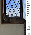 blue sky and bored cat 93855169