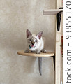 kitten asking for help 93855170