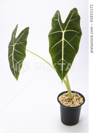 alocasia green velvet 93855172