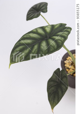 Close-up photo of Alocasia Dragonscale Close-up photo of Alocasia Dragonscale 93855175