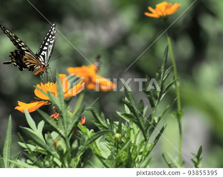 Cosmos and swallowtail butterflies in the park 93855395