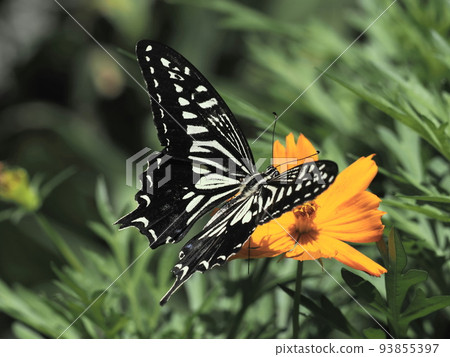 公園裡的波斯菊和燕尾蝶 93855397