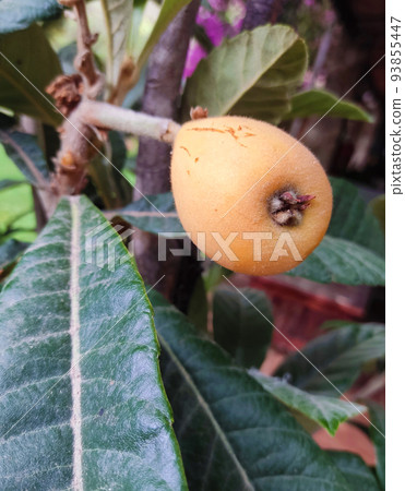 Loquat fruit with leaf on a tree. Exotic tropical healthy food. 93855447