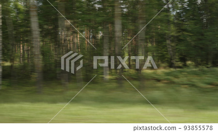 Side view driving plate through pine forest late summer 93855578
