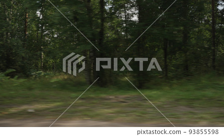 Side view driving plate through pine forest late summer Side view driving plate through pine forest late summer 93855598