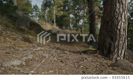 detail shot of forest path 93855615