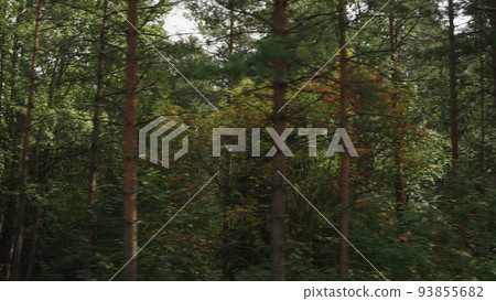 Side view driving plate through mixed forest late summer 93855682