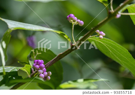 可愛的小粒粒紫式部 可愛的小粒粒紫式部 93855718