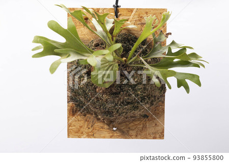 Ridley Mountain Picking 93855800