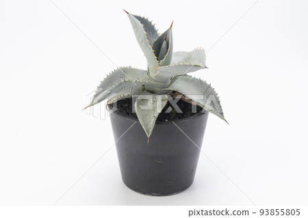 種植龍牙龍牙 93855805