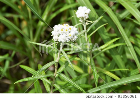 Dendrobium blooming in the Jododaira wetlands in summer 93856061