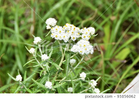 Dendrobium blooming in the Jododaira wetlands in summer 93856062