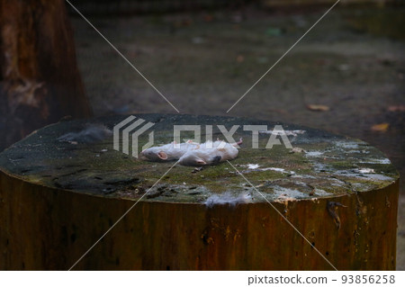 There are dead mice on the stump for the owl and other predators. There are dead mice on the stump for the owl and other predators. 93856258