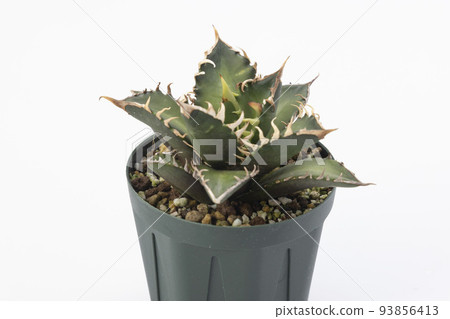 種植龍舌蘭 Titanota 紅貓鼬鼠 種植龍舌蘭 Titanota 紅貓鼬鼠 93856413