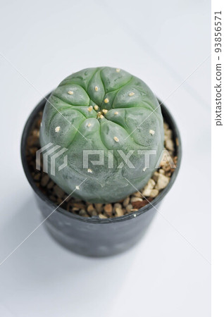 Lophophora fricii or Peyote cactus or Lophophora williamsii , Peyote Lophophora williamsii or cactus 93856571
