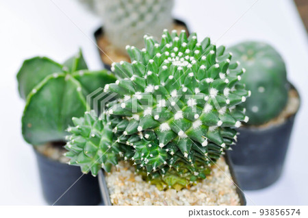 Mammillaria Polythele or mammillaria polythele toluca or Euphorbia piscidermis or cactus, succulent Mammillaria Polythele or mammillaria polythele toluca or Euphorbia piscidermis or cactus, succulent 93856574