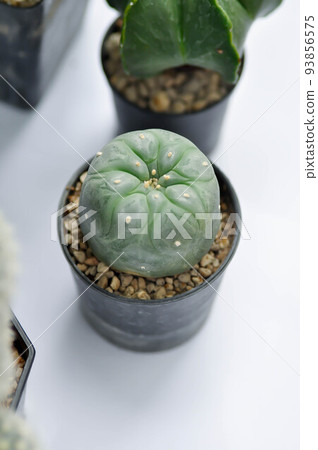 Lophophora fricii or Peyote cactus or Lophophora williamsii , Peyote Lophophora williamsii or cactus 93856575