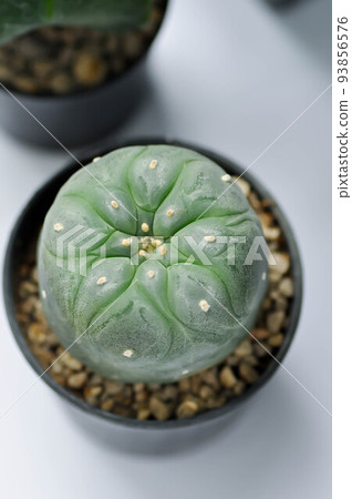 Lophophora fricii or Peyote cactus or Lophophora williamsii , Peyote Lophophora williamsii or cactus 93856576