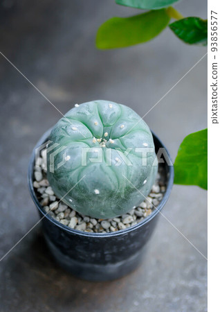 Lophophora fricii or Peyote cactus or Lophophora williamsii , Peyote Lophophora williamsii or cactus 93856577