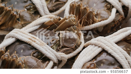 Fresh raw Chinese mitten crab Fresh raw Chinese mitten crab 93856637