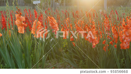 Colorful gladiolus flower farm with sunlight 93856668