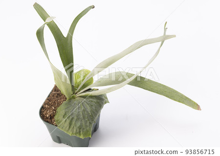 potted fern Dowboy potted fern Dowboy 93856715