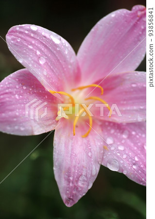 帶有雨滴的藏紅花狀藏紅花 93856841