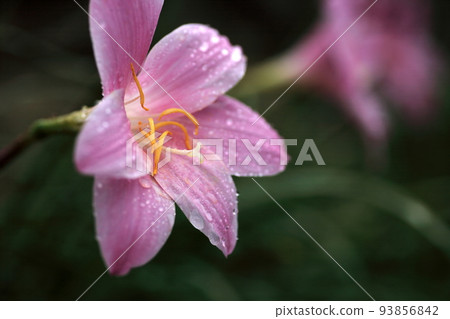 Saffron-modoki on a rainy day Saffron-modoki on a rainy day 93856842