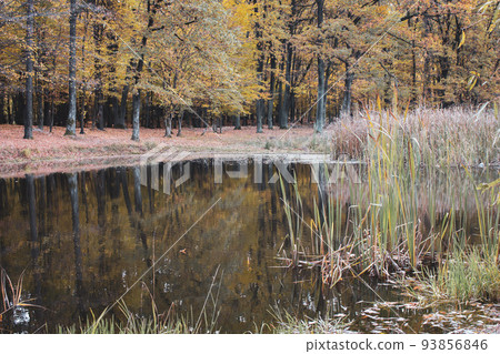 Calm lake in autumn forest. Trees with yellow foliage with reflection in pond. Nature tranquility. The fall season concept. Tranquil pond in autumn park. Autumn landscapes. Scenic nature in november. Calm lake in autumn forest. Trees with yellow foliage with reflection in pond. Nature tranquility. The fall season concept. Tranquil pond in autumn park. Autumn landscapes. Scenic nature in november. 93856846