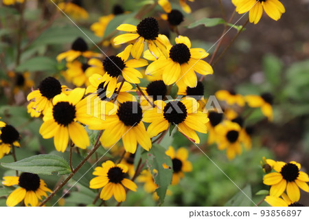 日本夏季公園盛開的高尾金黃花 日本夏季公園盛開的高尾金黃花 93856897