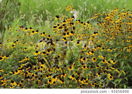 日本夏季公園盛開的高尾金黃花 日本夏季公園盛開的高尾金黃花 93856898