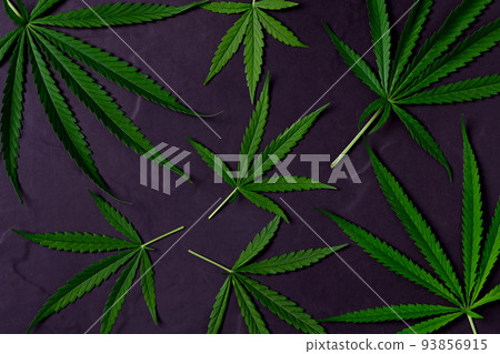 Cannabis leaves on black stone background,The leaves of the cannabis plant are rich in antioxidants Cannabis leaves on black stone background,The leaves of the cannabis plant are rich in antioxidants 93856915