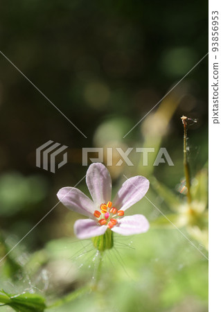 Geranium robertianum flower in macro 93856953