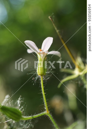 Geranium robertianum flower in macro Geranium robertianum flower in macro 93856954
