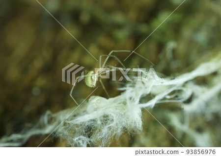 Spider in the forest on a tree Spider in the forest on a tree 93856976