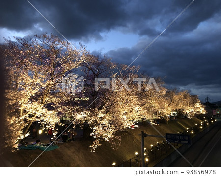 Cherry blossoms at the town hall Cherry blossoms at the town hall 93856978