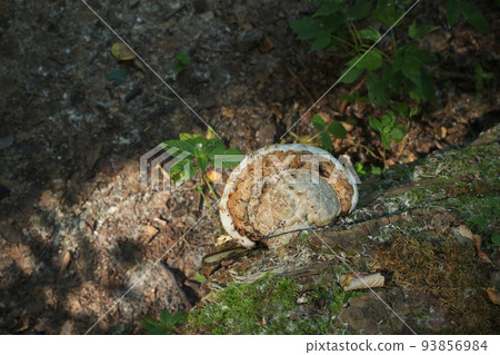 Tinder fungus in the morning forest  93856984
